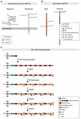 Heparan Sulfate Proteoglycans as Emerging Players in Synaptic Specificity